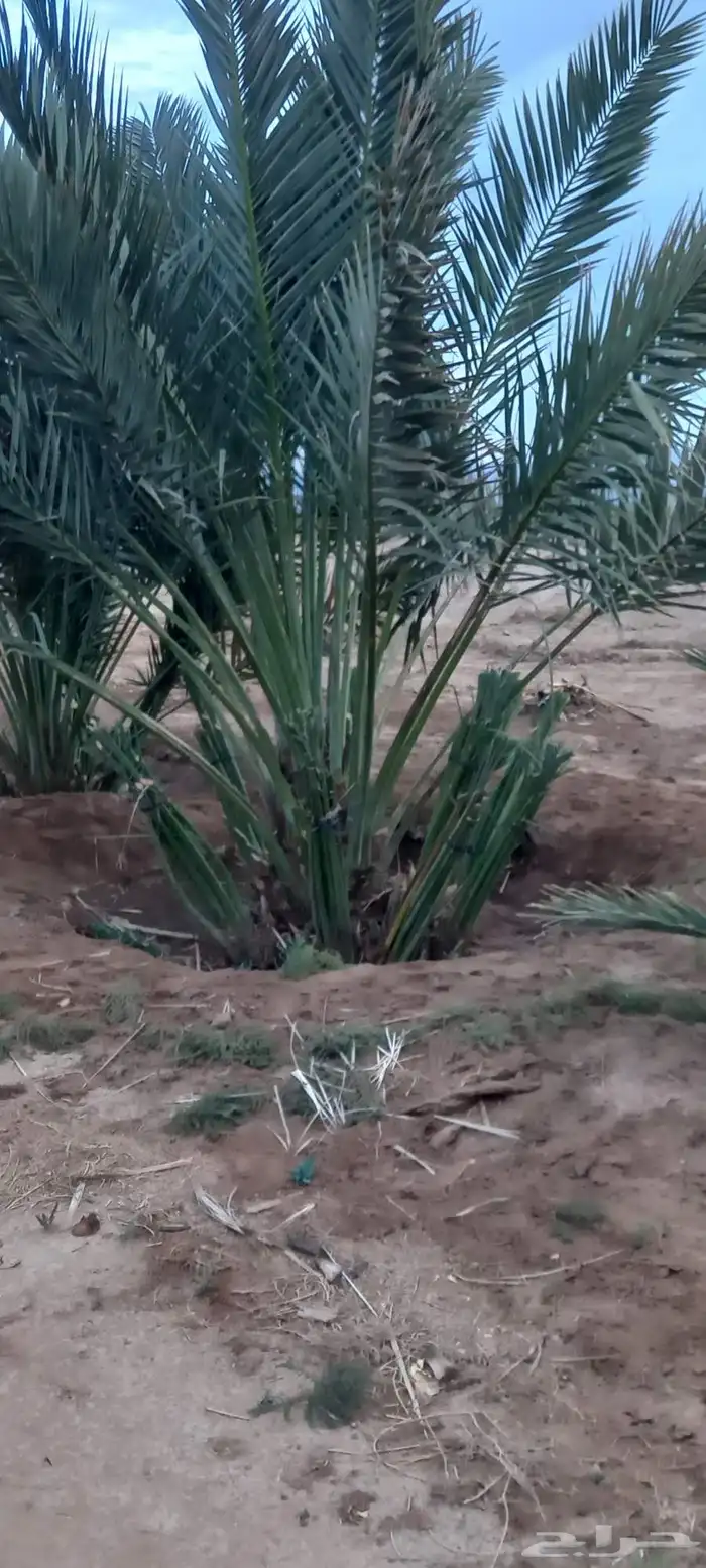 نخل شتايل نوع شلبي 8