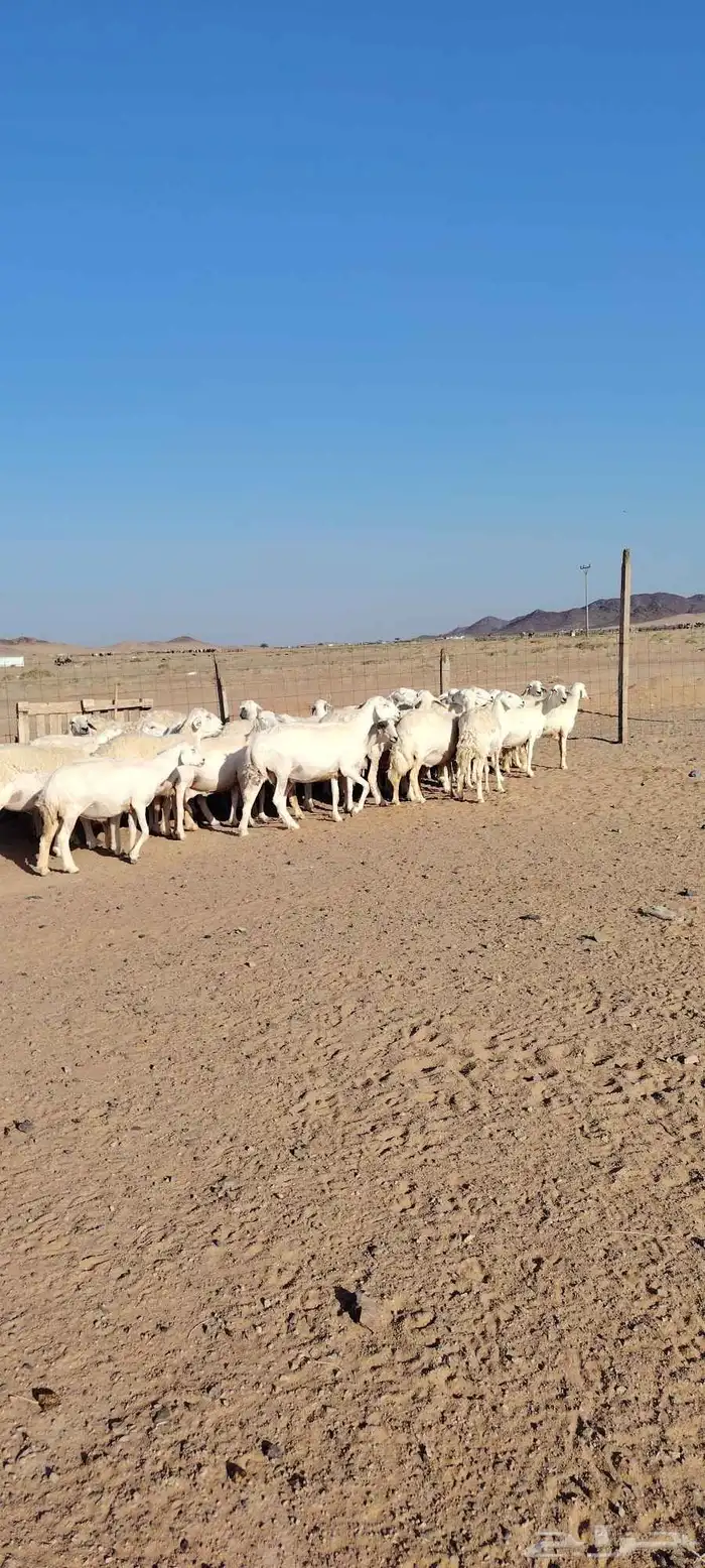 غنم حرش طيبه صنف الصنف 30 راس دفيع شرط مفحوصه سونار 1