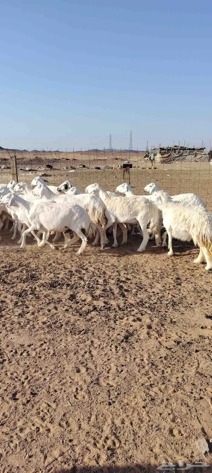 غنم حريه حرش طيبه 46 راس بالفحل دفيع و ضراب 3