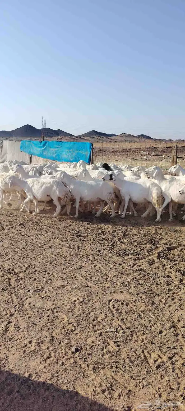 غنم حريه حرش طيبه 46 راس بالفحل دفيع و ضراب 0