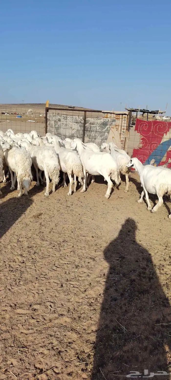 غنم حريه حرش طيبه 46 راس بالفحل دفيع و ضراب 2