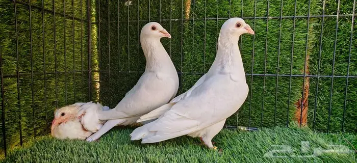 جوز زاجل أبيض منتج 0