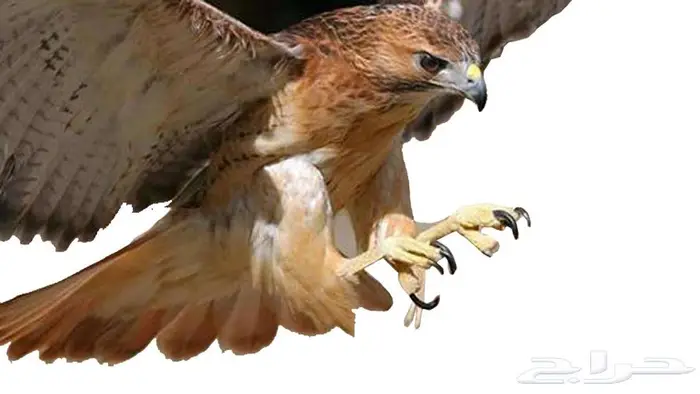 مصمم فيديو احترافي ومصمم شيلات 3