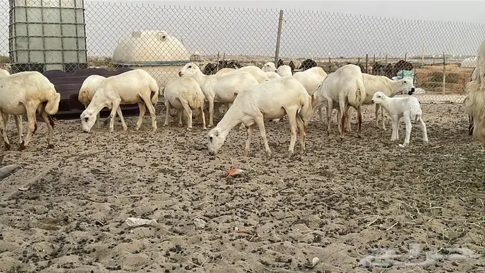 غنم رفيديات عددها 17 جذعات وربع وسدس عدد  قليل 1