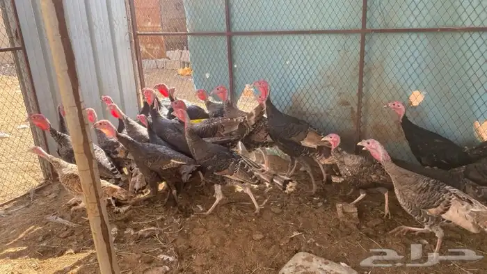 رومي سوبر جامبو 1