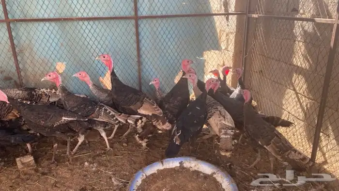 رومي سوبر جامبو 0