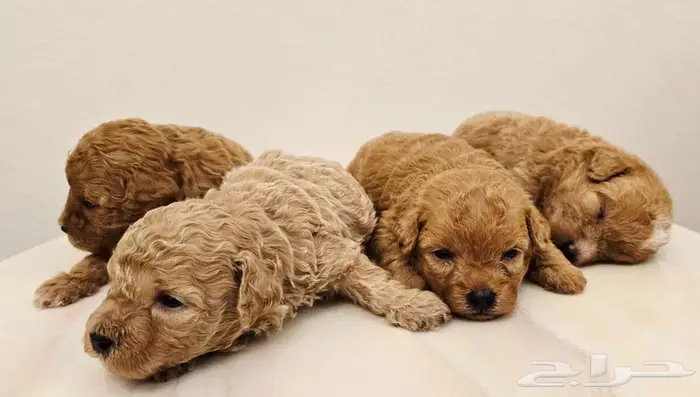 ميني بودل وقولدن دودل 15