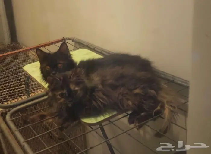 قطط للتبني 3