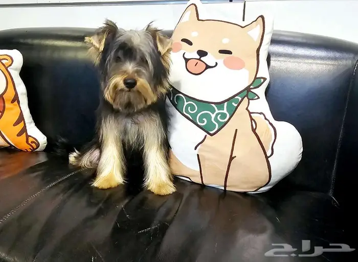 Yorkishaier يوركي شاير 9