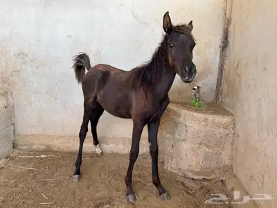 ايواء فترة الشتاء 0