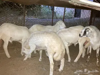 5 خرفان مقفله شحم 0