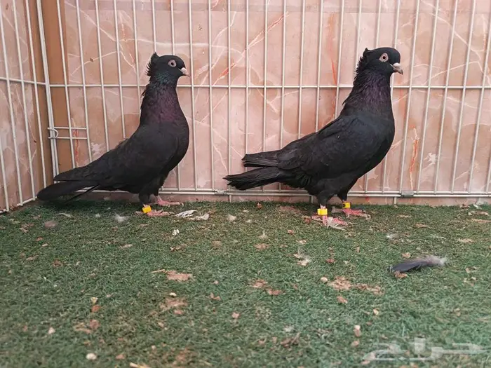 جوز وأناثي قطايف سود مقمبرات 1