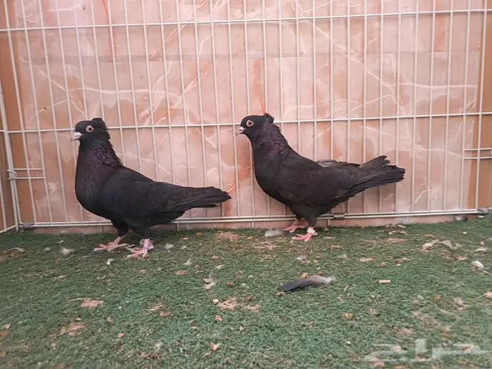 جوز وأناثي قطايف سود مقمبرات 2