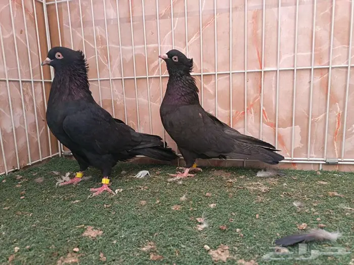 جوز وأناثي قطايف سود مقمبرات 0