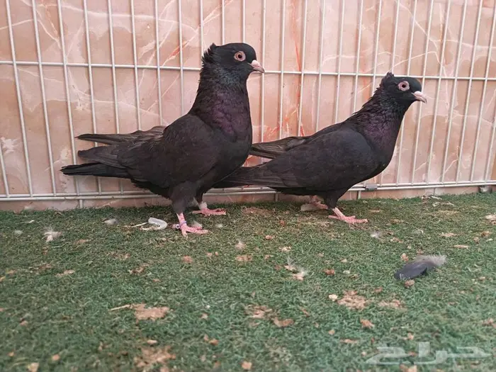 جوز وأناثي قطايف سود مقمبرات 3