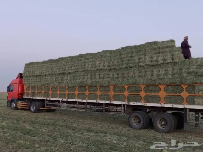 رودس ورق ناعم تم البيع 0