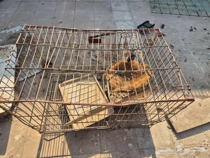 قفص حيوانات 2