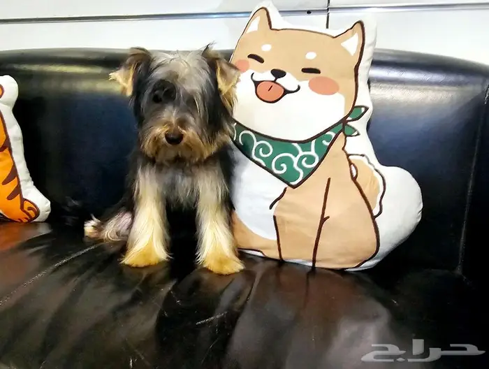 Yorkishaier يوركي شاير 1