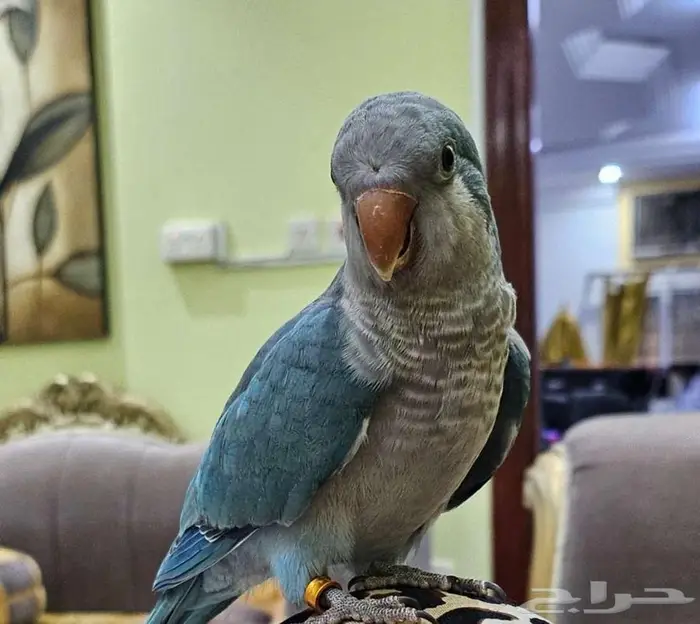 كويكر للبيع 0