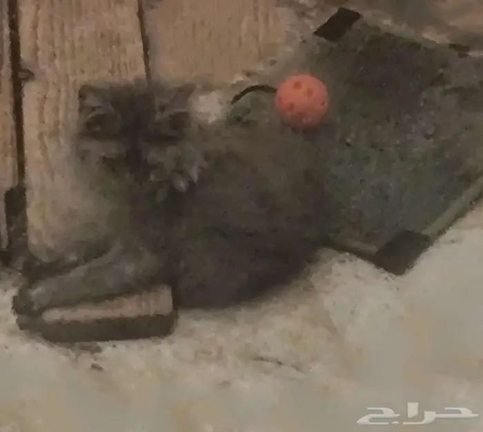 قطط للتبني 2