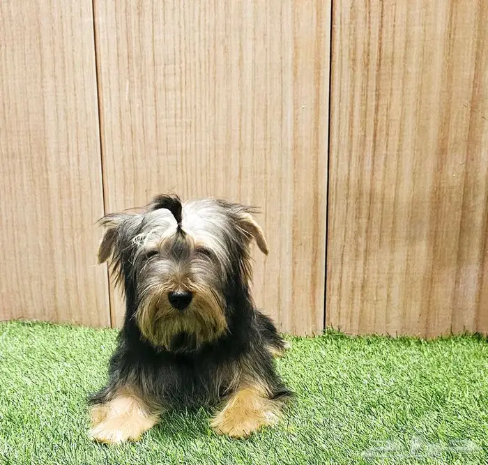 Yorkishaier يوركي شاير 3