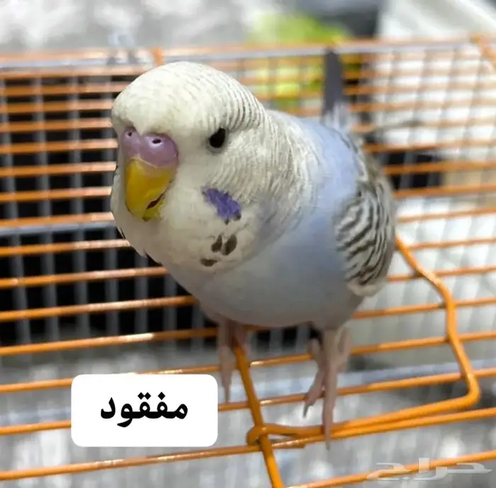 طير بادجي مفقود القطيف الجش 0