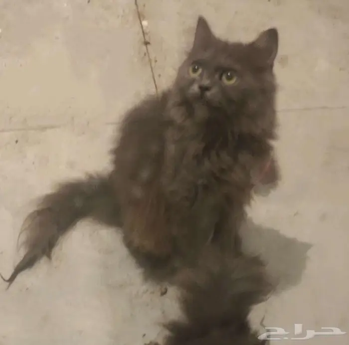 قطط للتبني 1