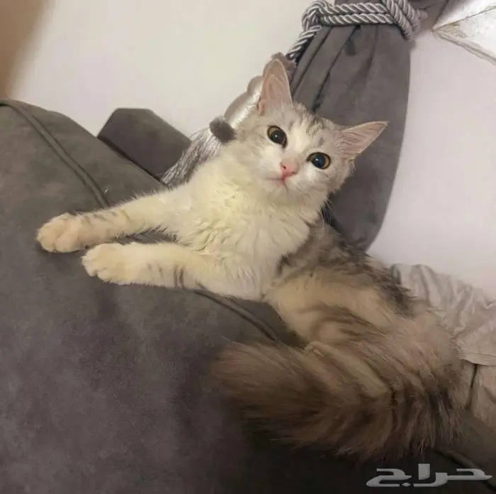 قطط للتبني 4