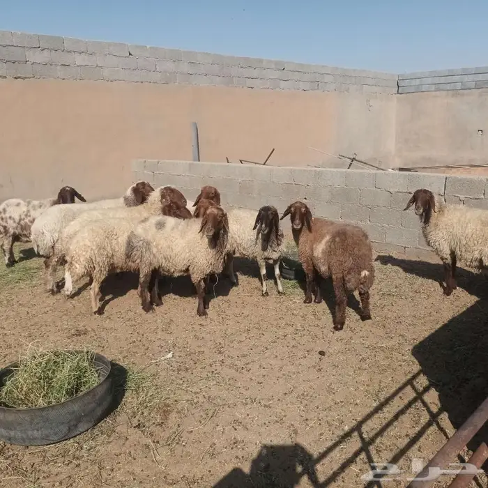 غنم نعيم حيل 0