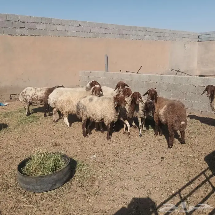 غنم نعيم حيل 1