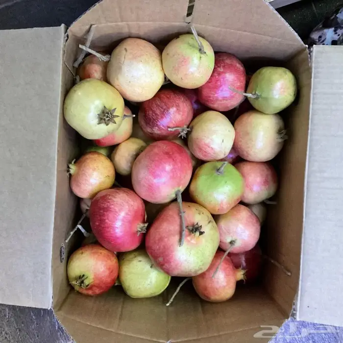 رمان طائفي طازج من المزرعة   لذيذ 0