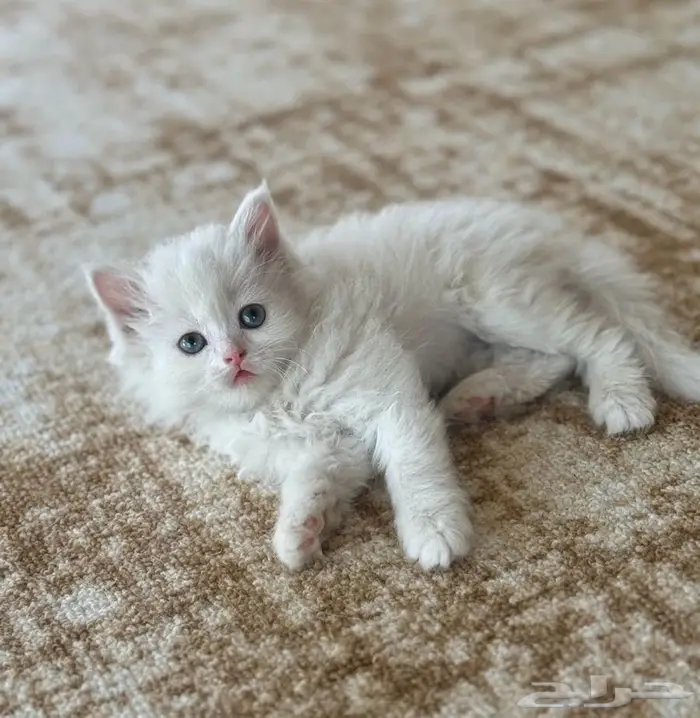 قطتين للتبني بالقصيم 0