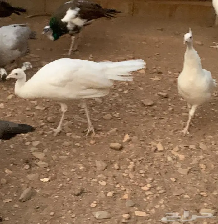 زوج طاووس ابيض 0