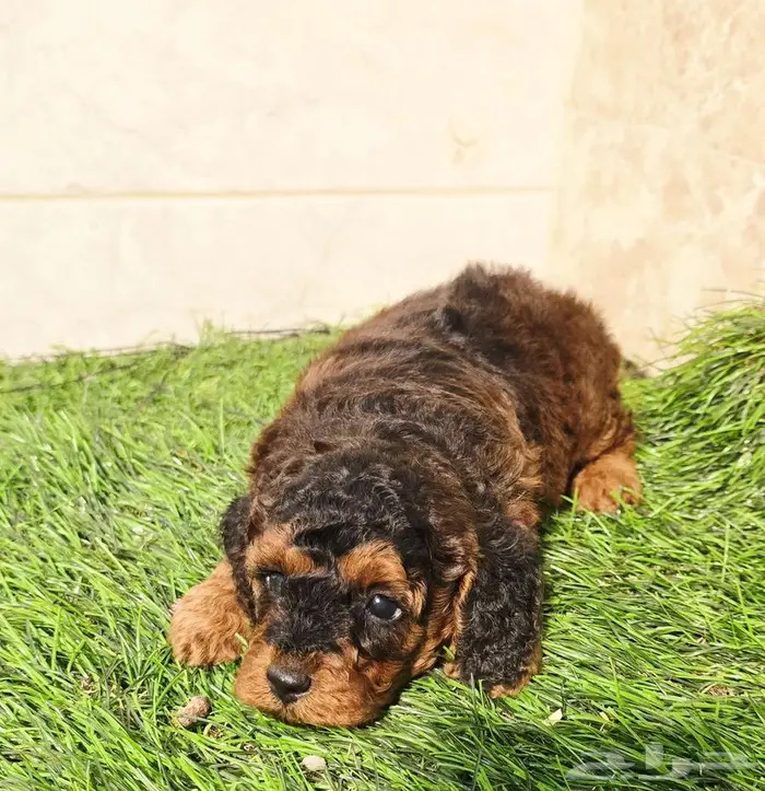 ميني بودل وقولدن دودل 17