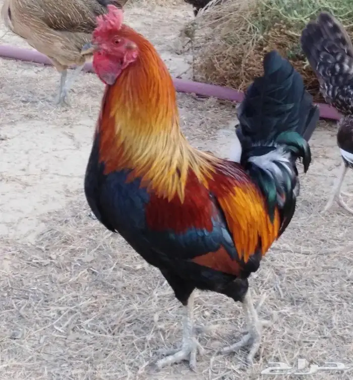 مجموعه دايكه - ديك 0