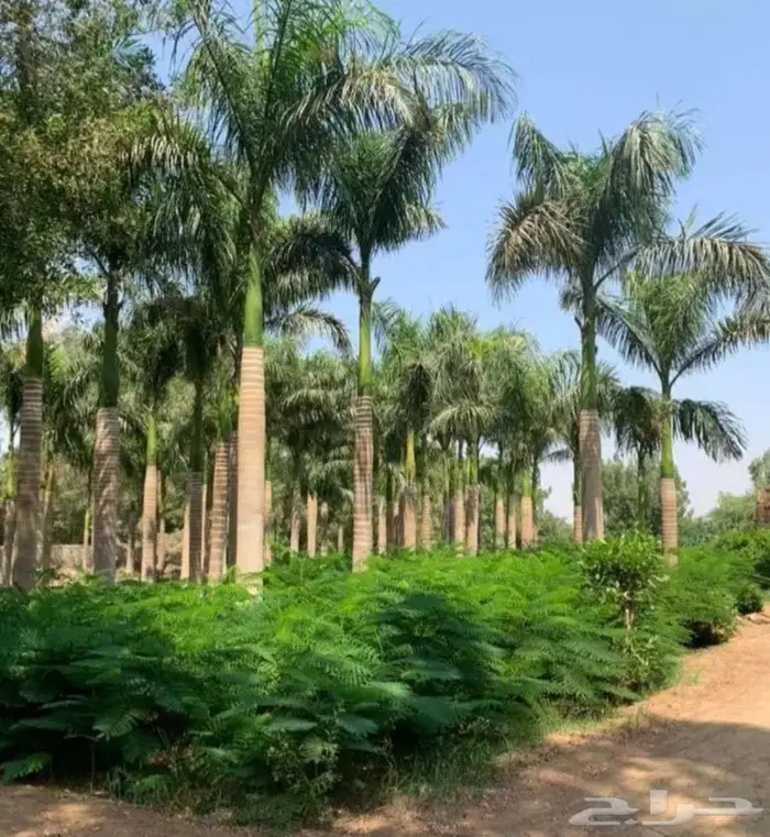 نخل ملوكي نخل نارجيل جوز الهند للبيع والتوصيل والتركيب 9