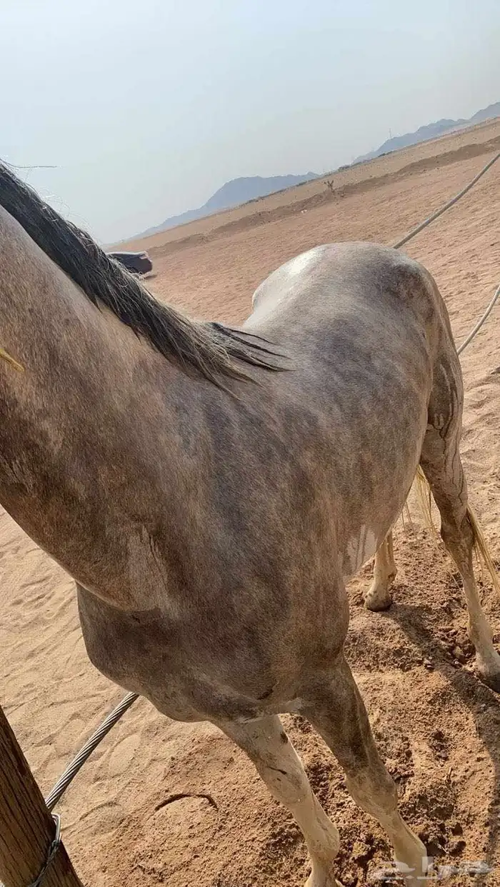 مهر عربي شعبي سباق وطرب 2