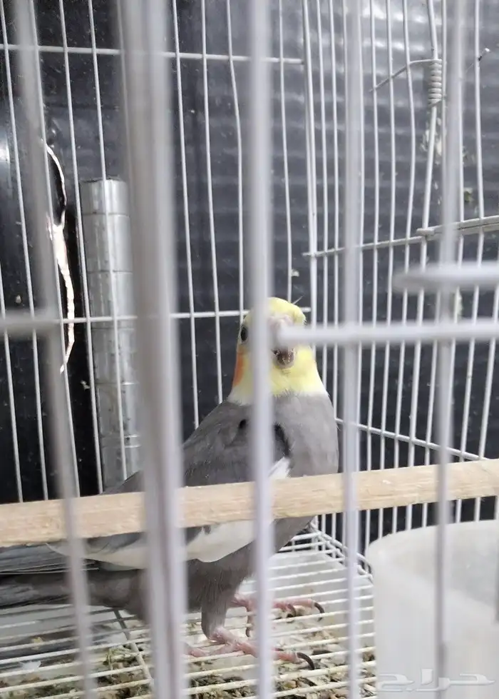 جوز كروان نورمال مع فرخين 0