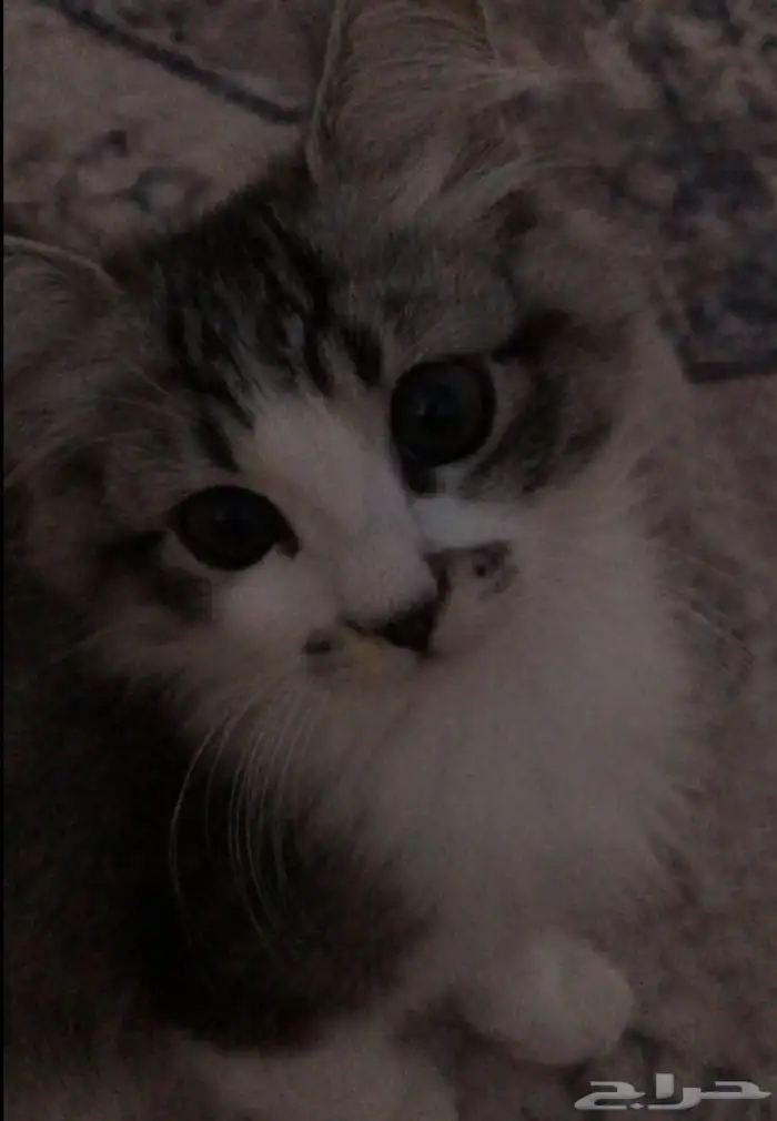 قط للبيع 0