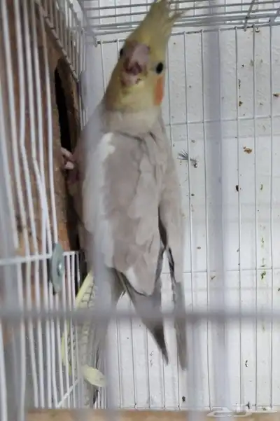 جوز كروان نورمال مع فرخين index