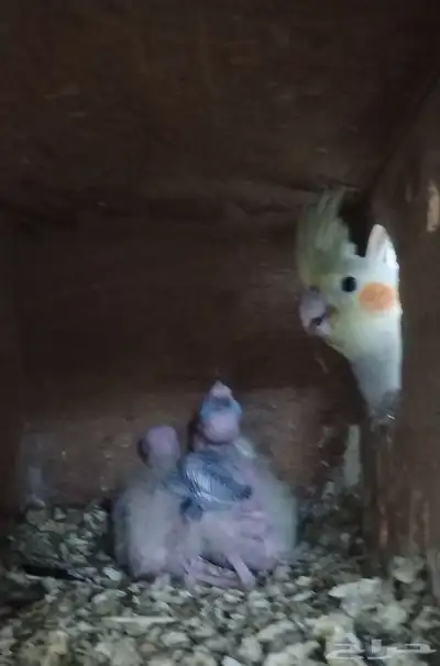 جوز كروان نورمال مع فرخين index