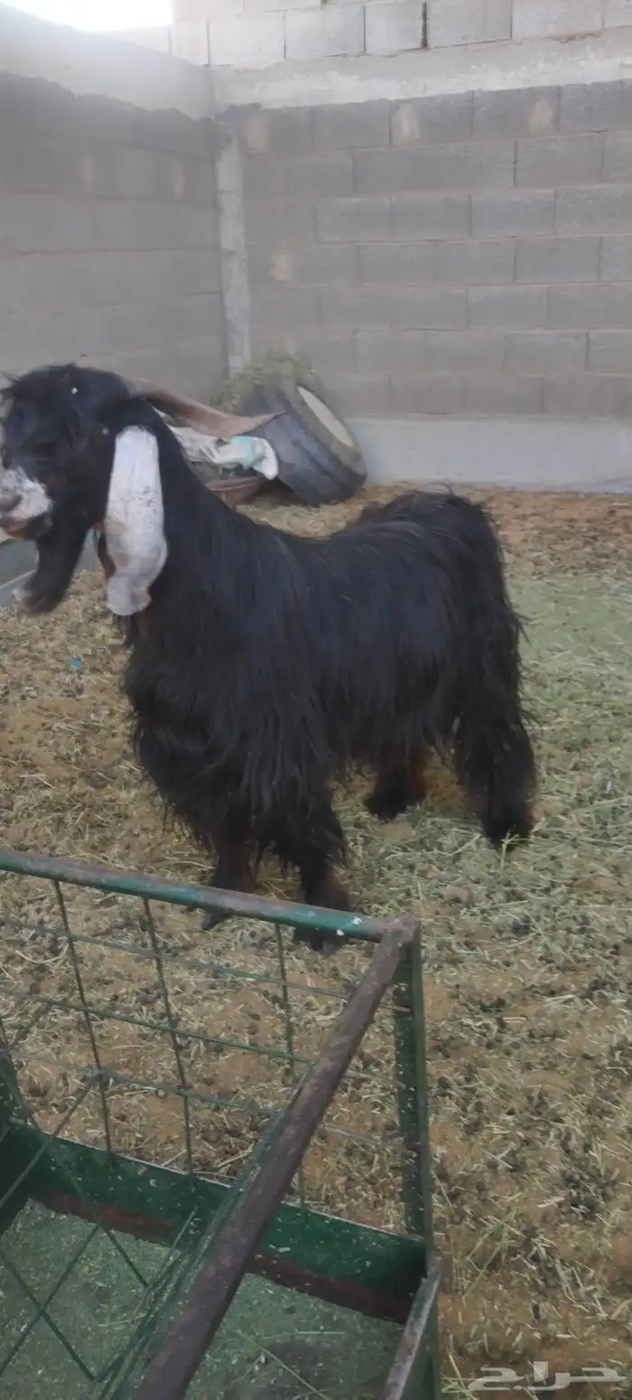 تيس فحل عارضي 1