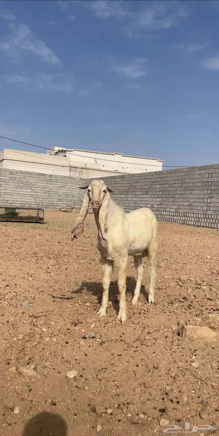 تيس هولندي 1