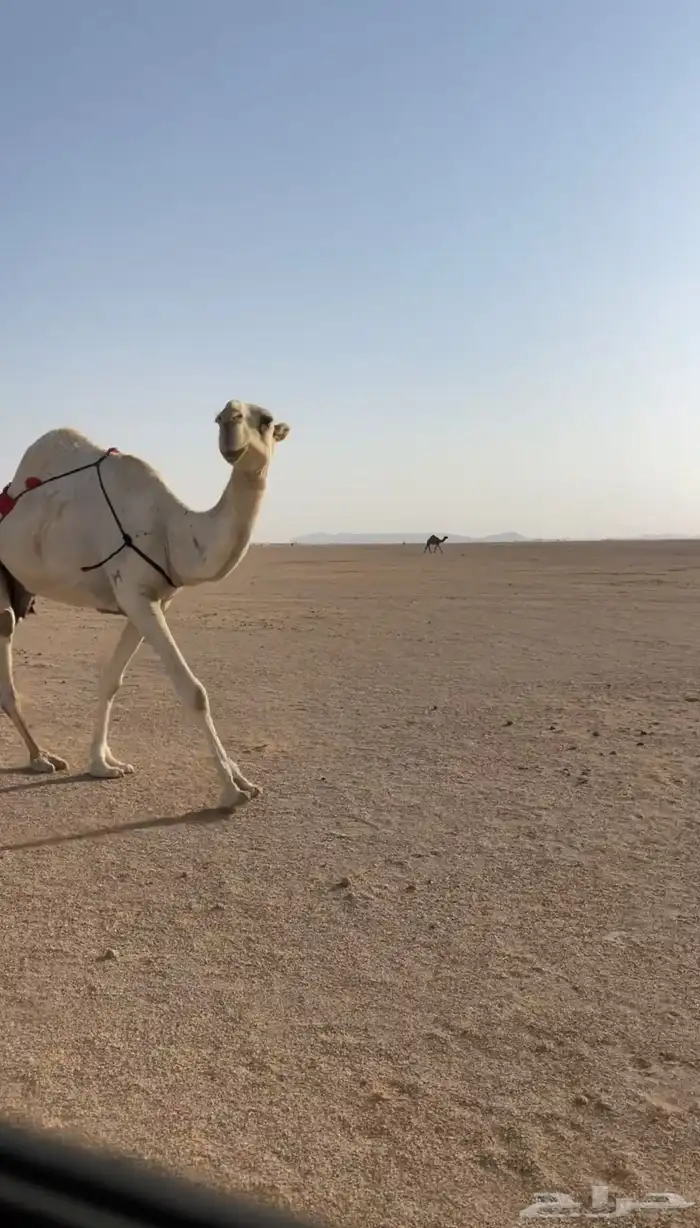 عشرا وضحى كفو 1