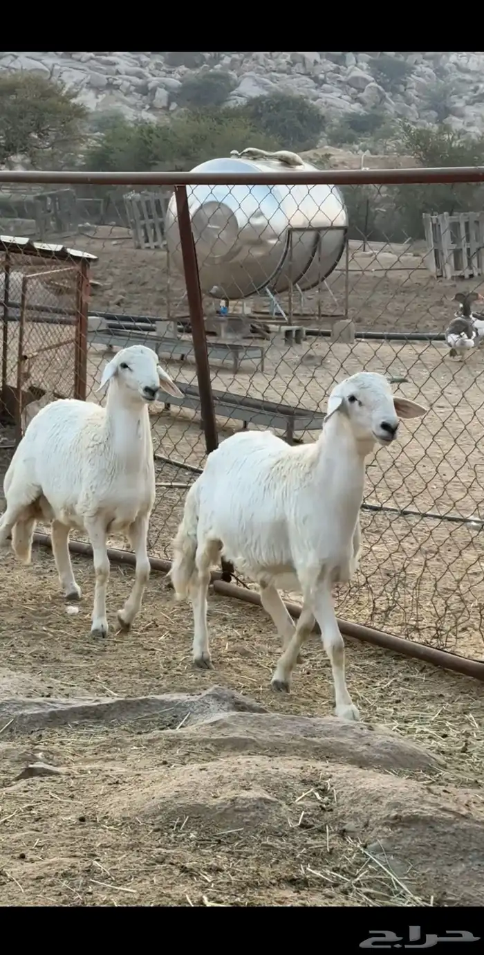 خرفان فل شحم 4