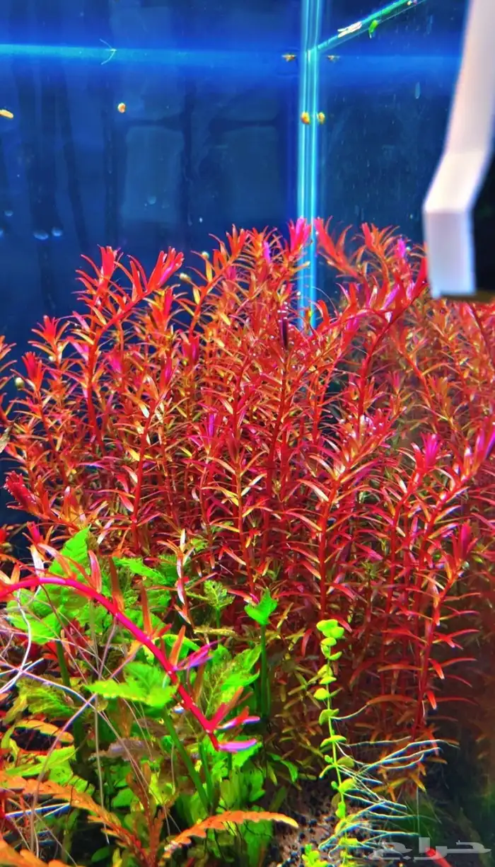 نباتات مائية لاحواض السمك المزروع 5