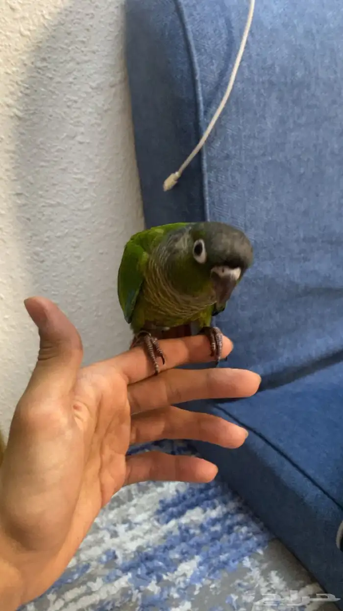 كنيور قرين شيك 4