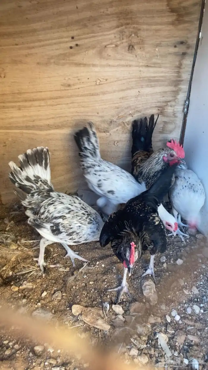 للبيع ديكه 3