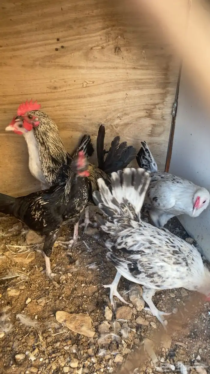 للبيع ديكه 2