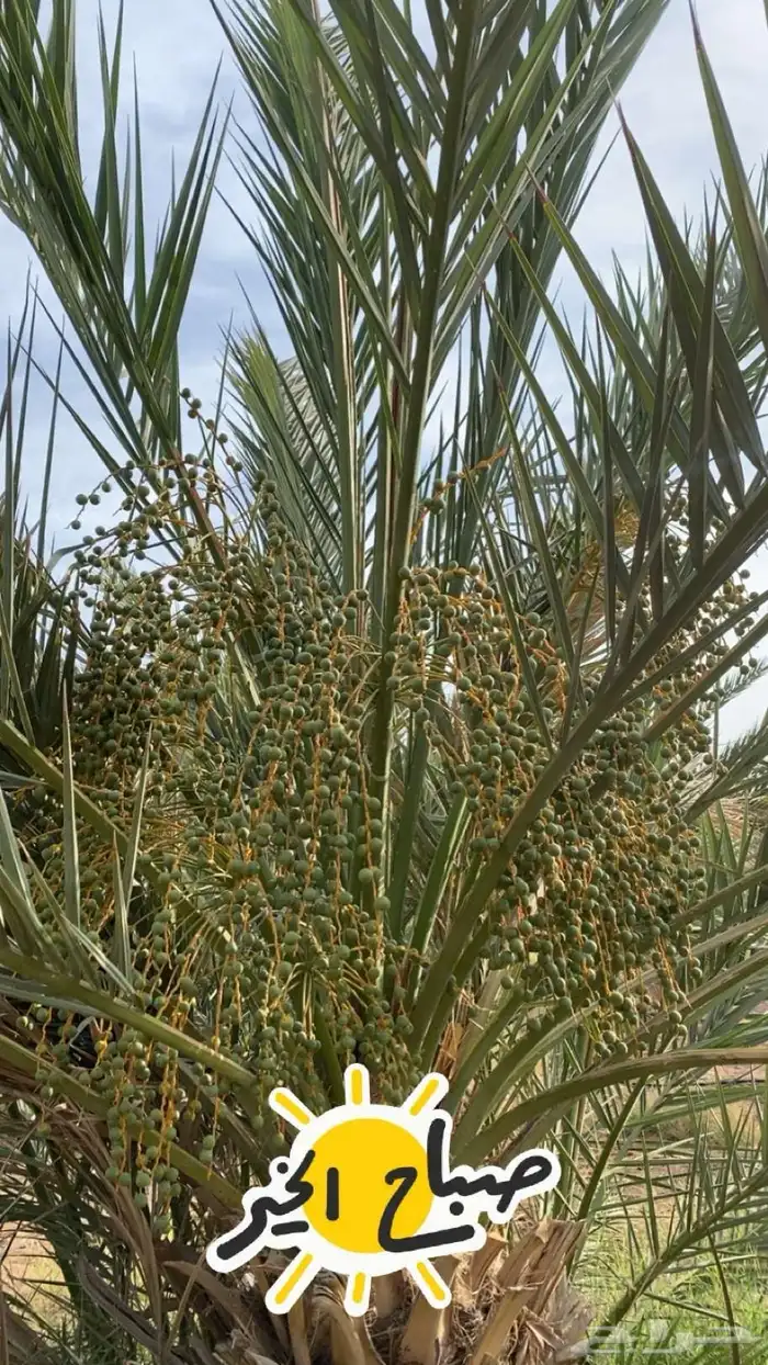 نخل عجوه صفاوي روثانه 0